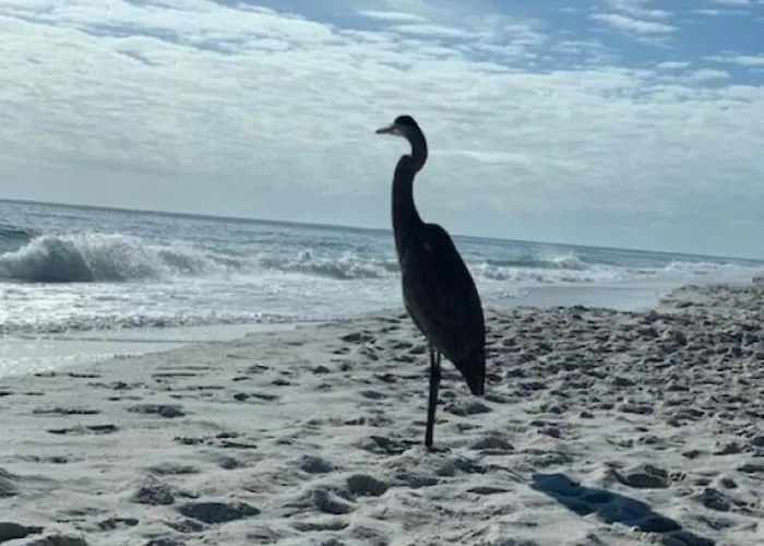 Apartment Salty Feet Retreat - Ocean Breeze East - 3 Br